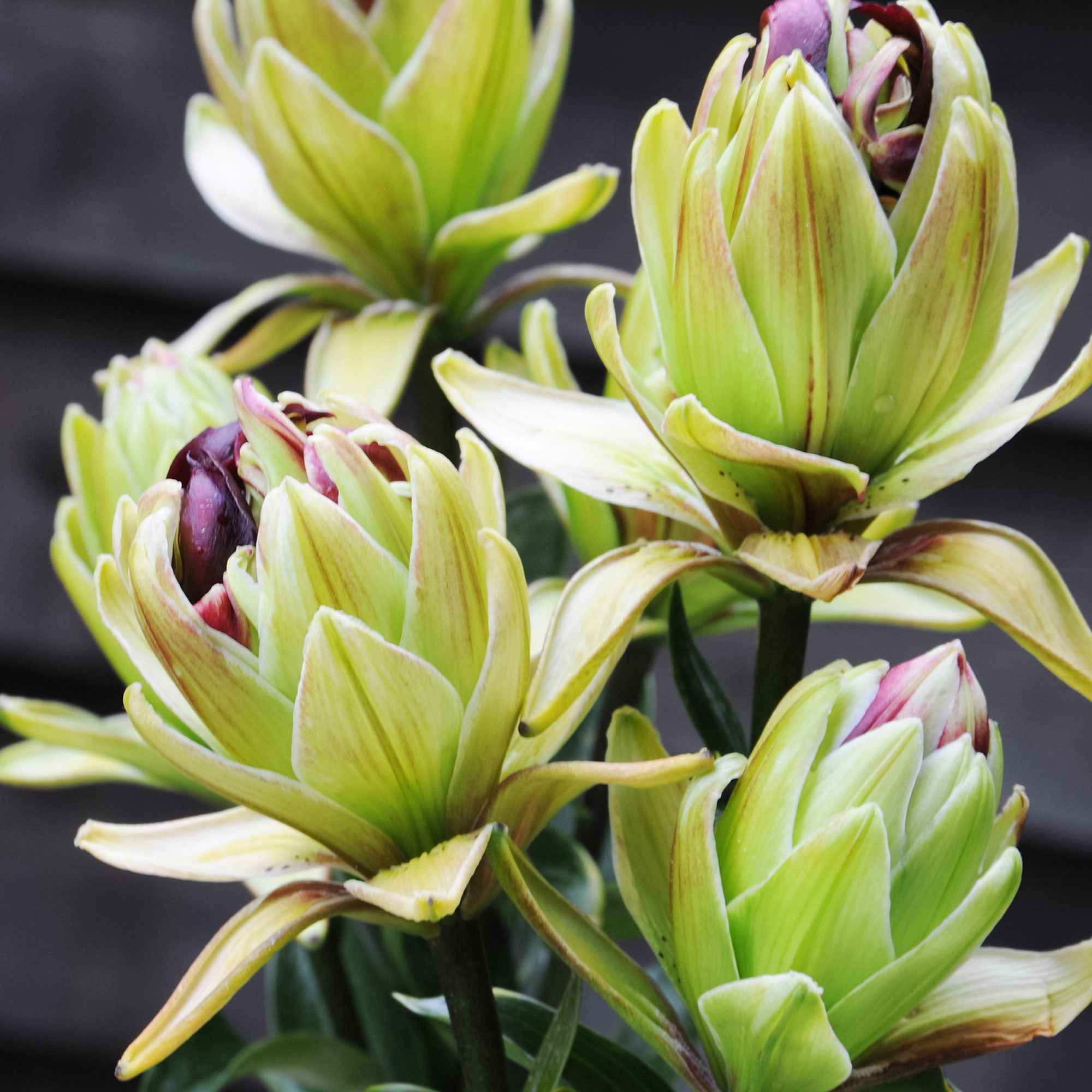 Miniatuur 1