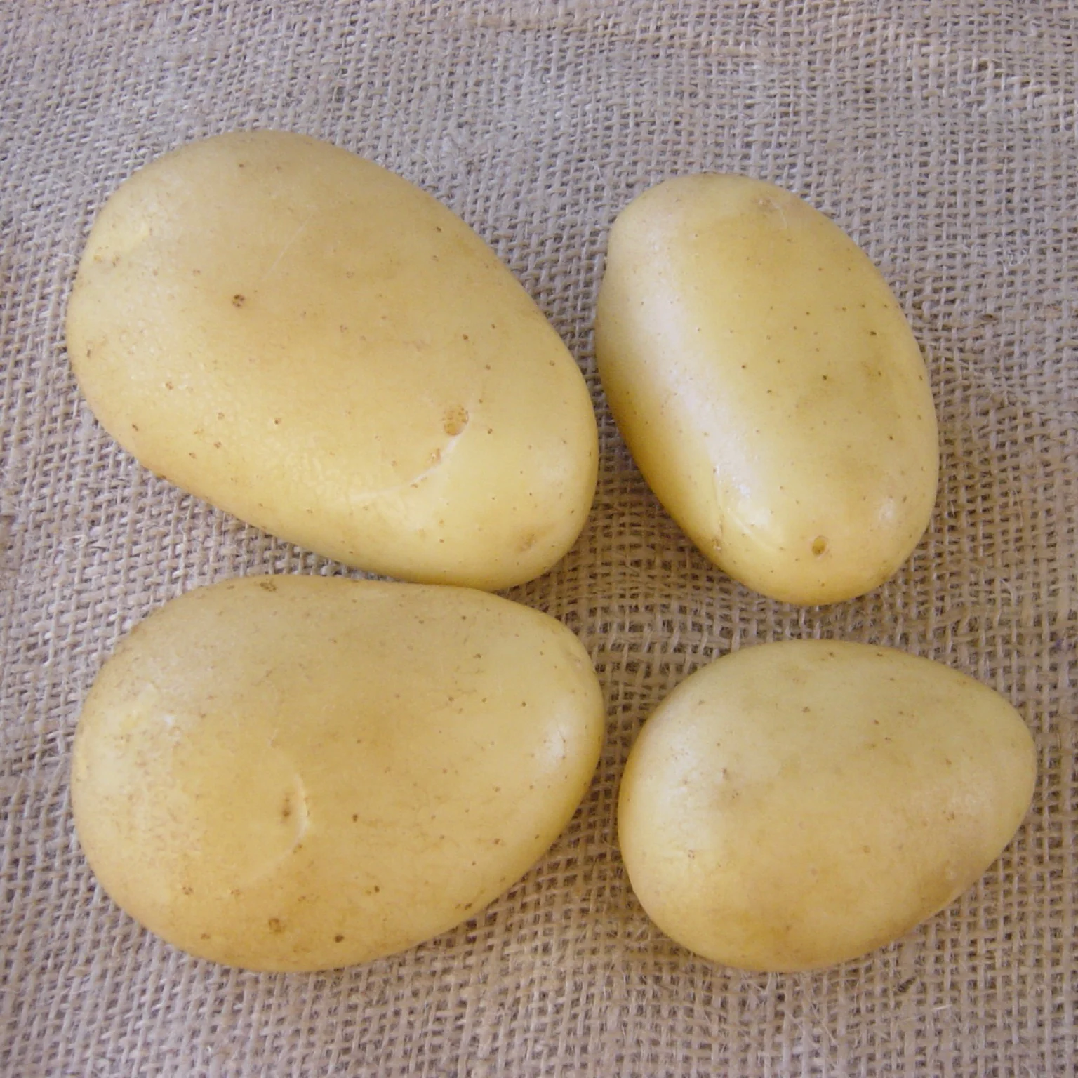 Aardappel 'Caesar' (x25) - Image 3