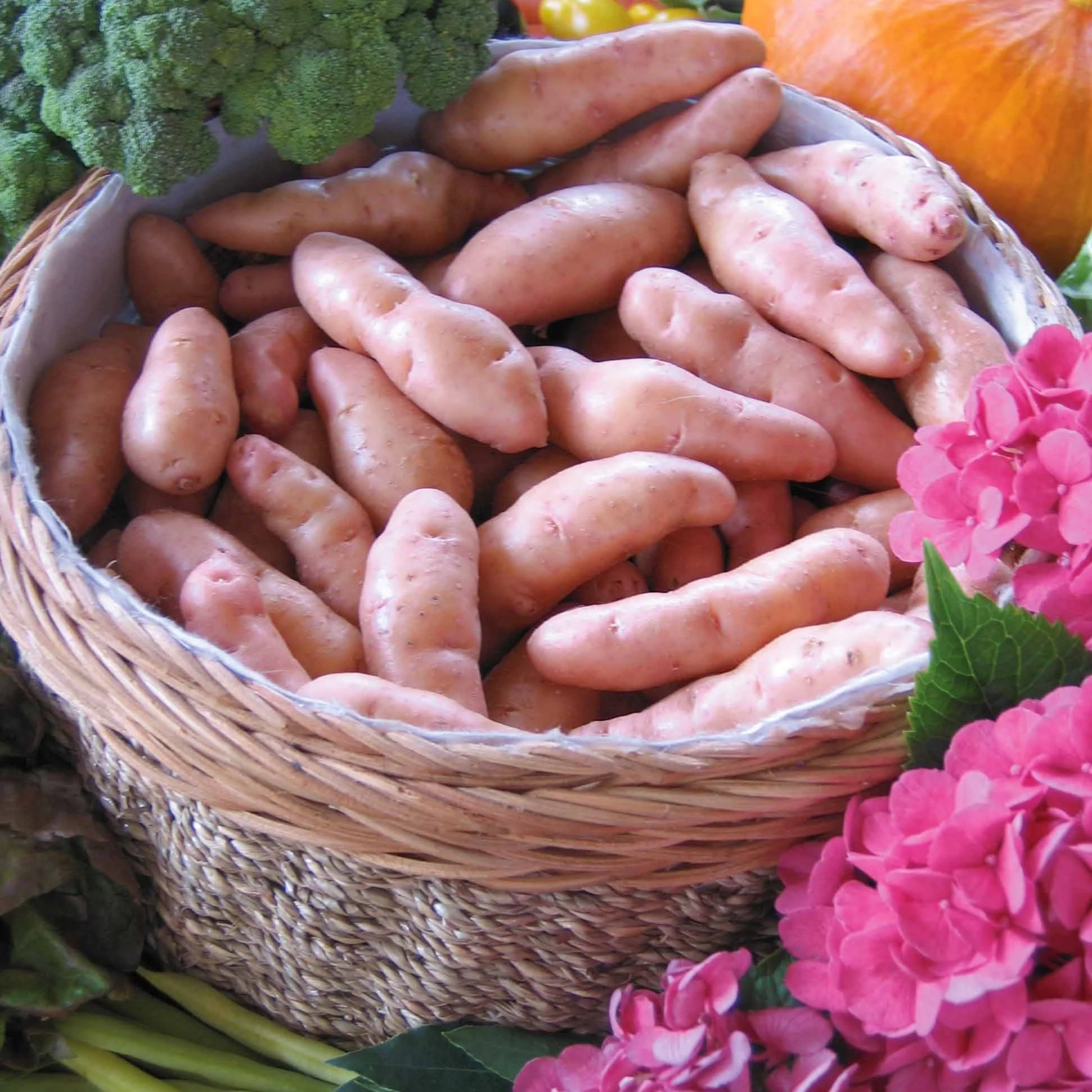 Aardappel 'Corne de Gatte' (x25) - Image 3