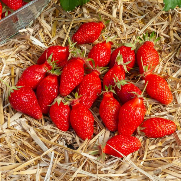 Aardbei ' Gariguette' - Image 3