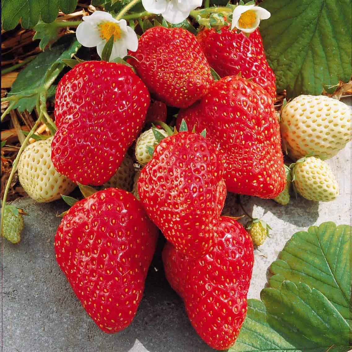 Aardbei 'Mount Everest' - Image 3