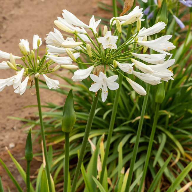 Afrikaanse lelie 'Albus' - Image 4
