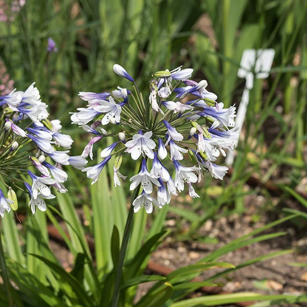 Miniatuur 1