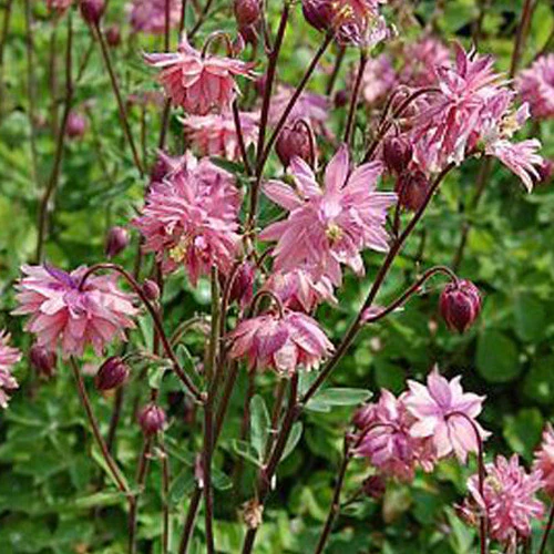 Miniatuur 1