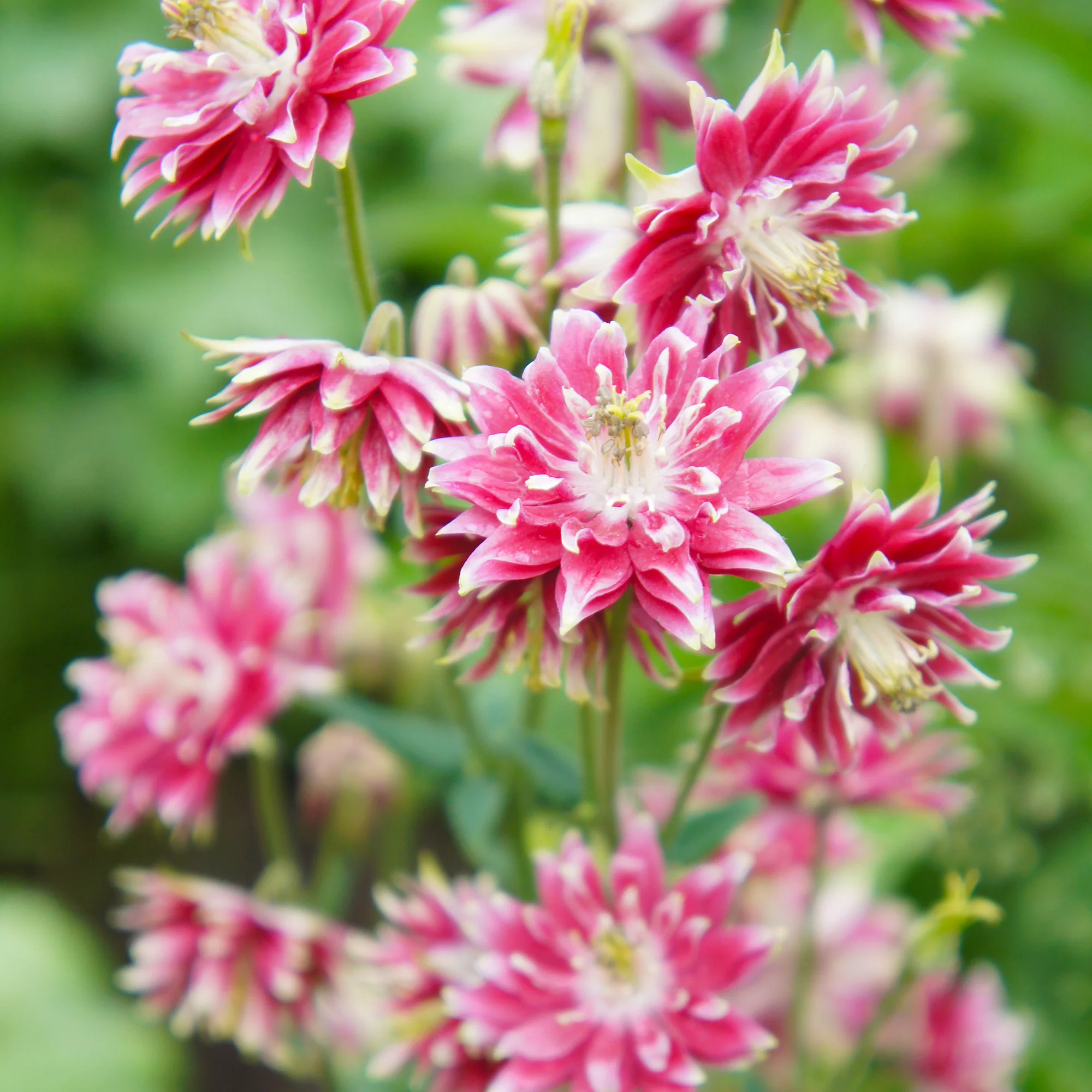Miniatuur 2