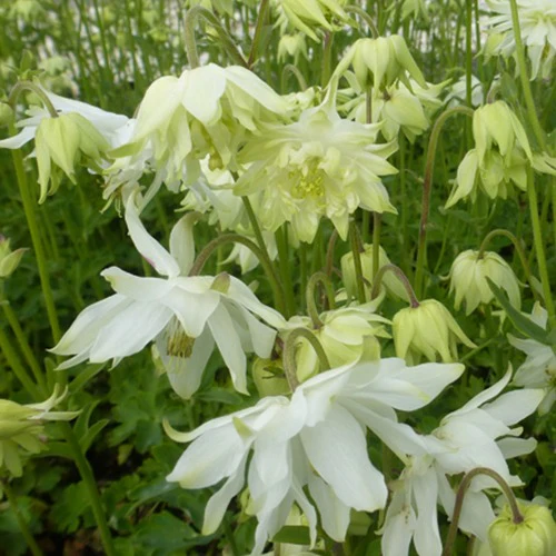 Miniatuur 1