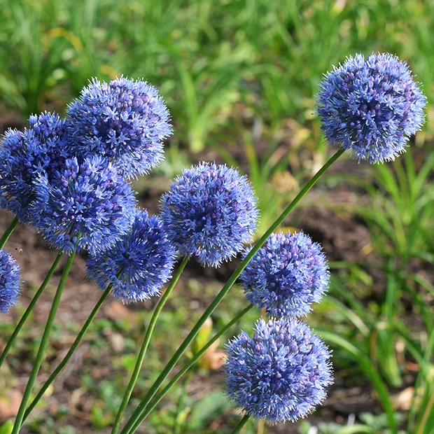 Miniatuur 2