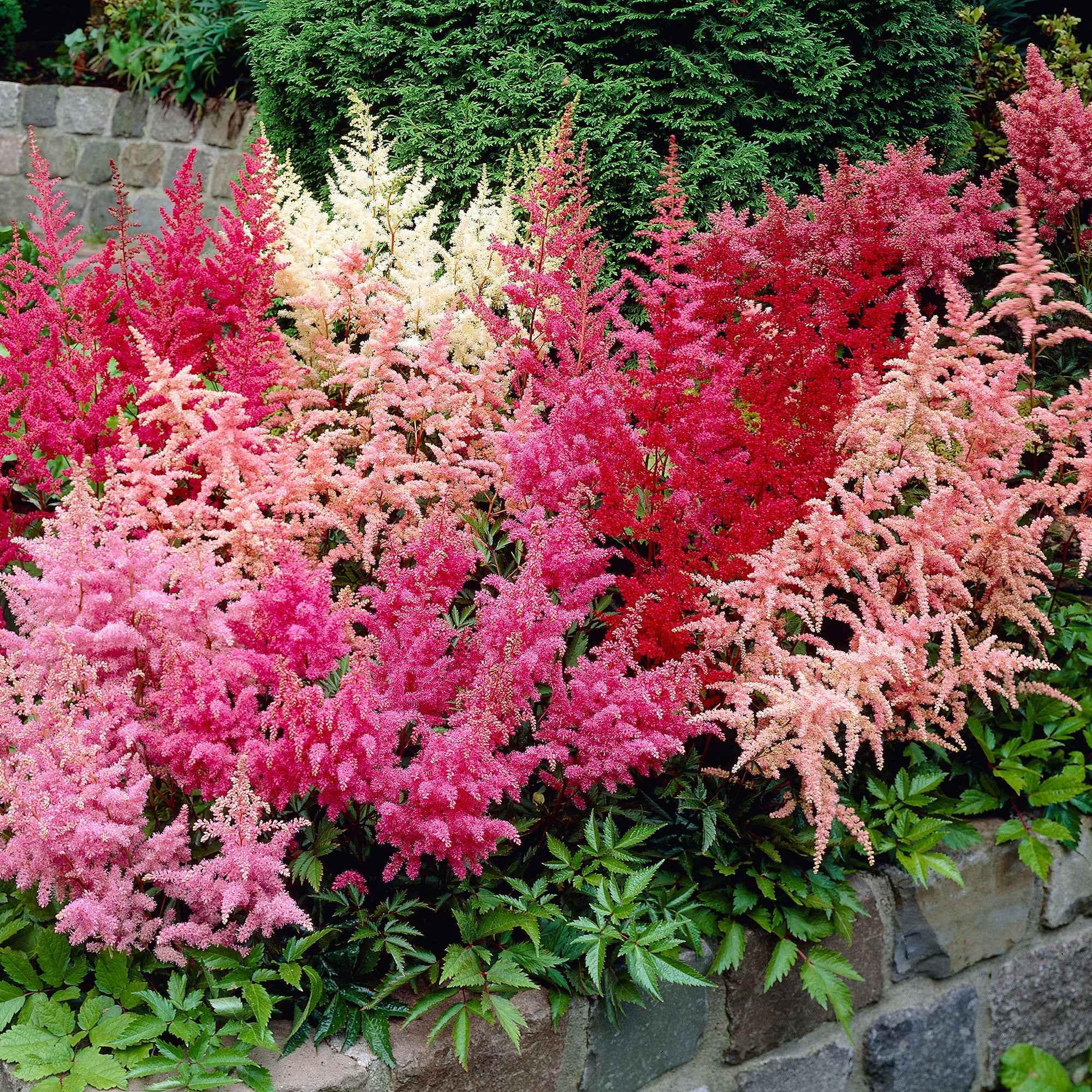 Miniatuur 1