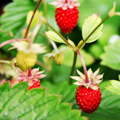 Miniatuur 1
