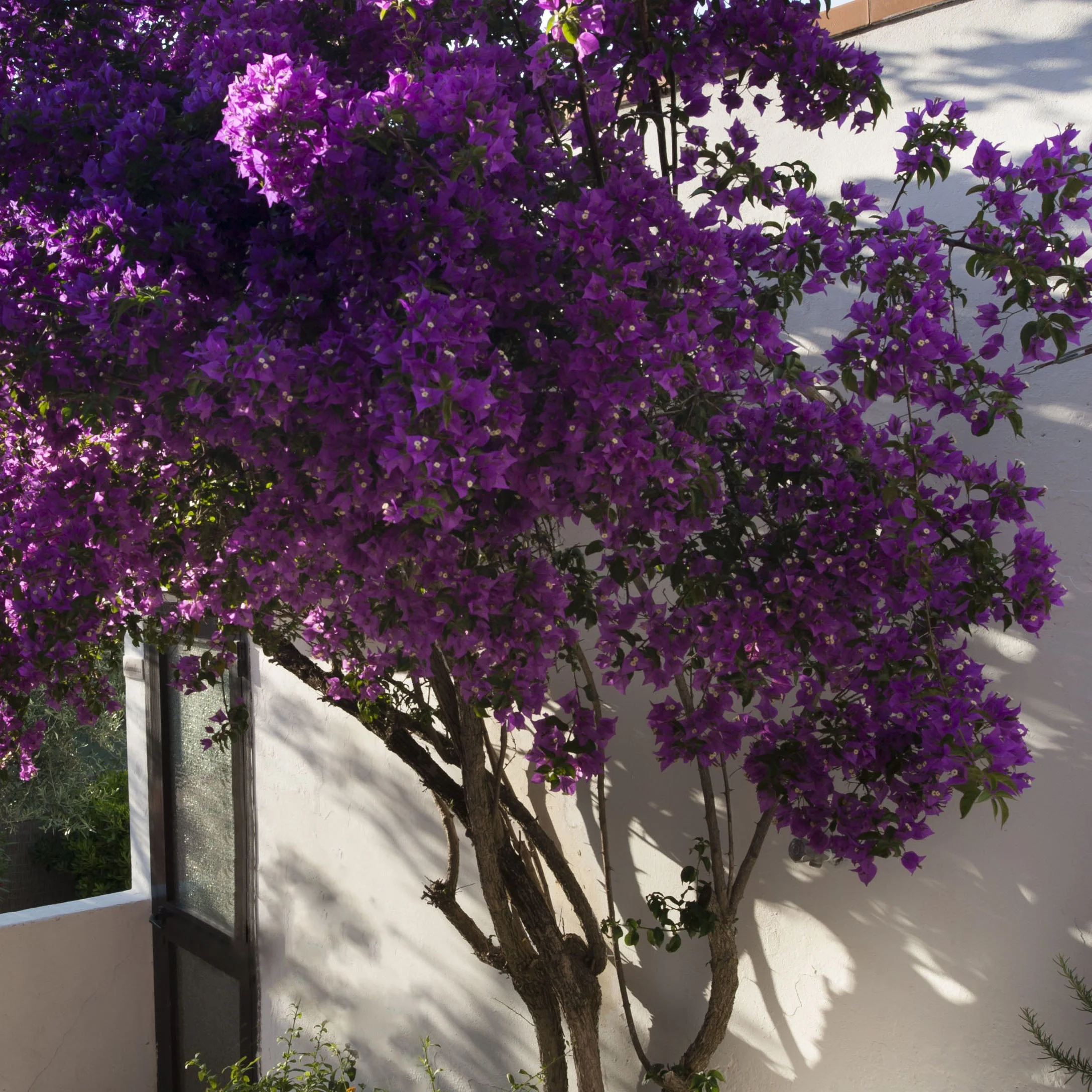 Bougainville 'Violet de Mèze' - Image 3