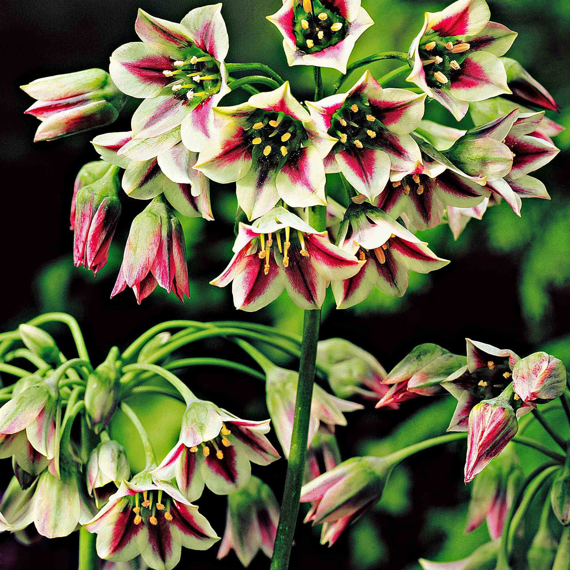 Miniatuur 2