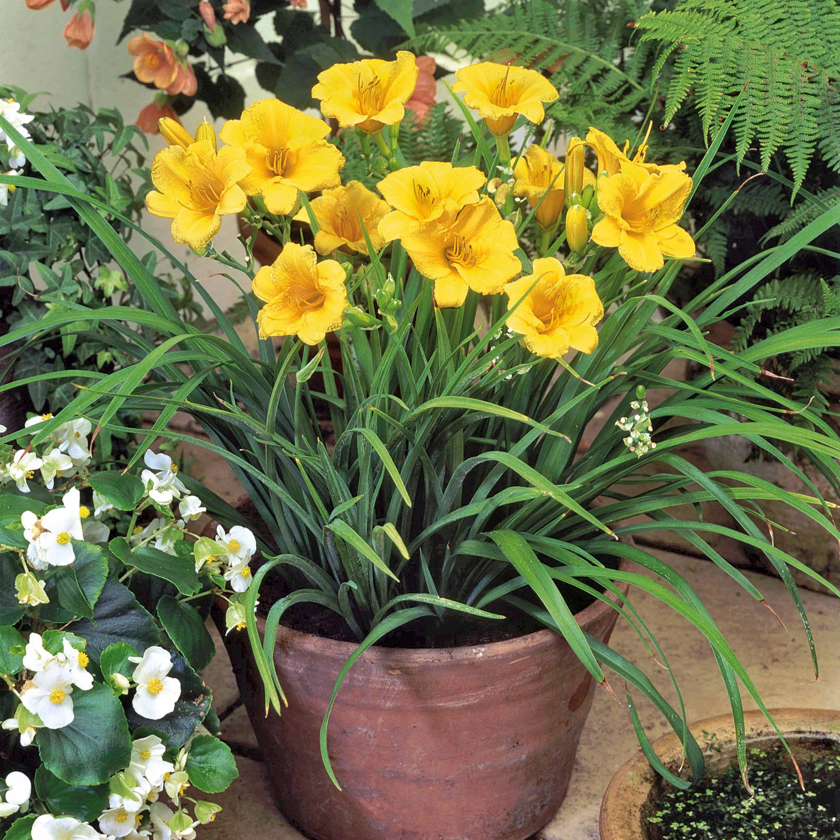 Miniatuur 2