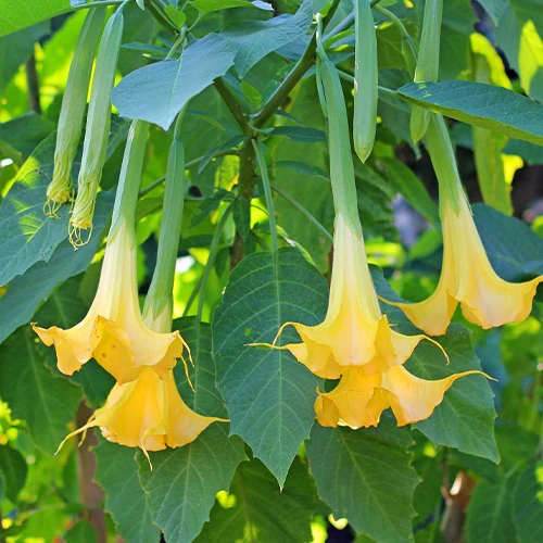Engelentrompet 'Tricolor' - Image 4