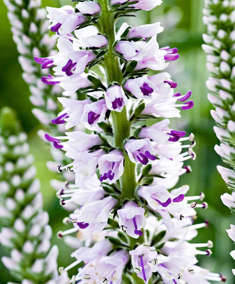 Miniatuur 1