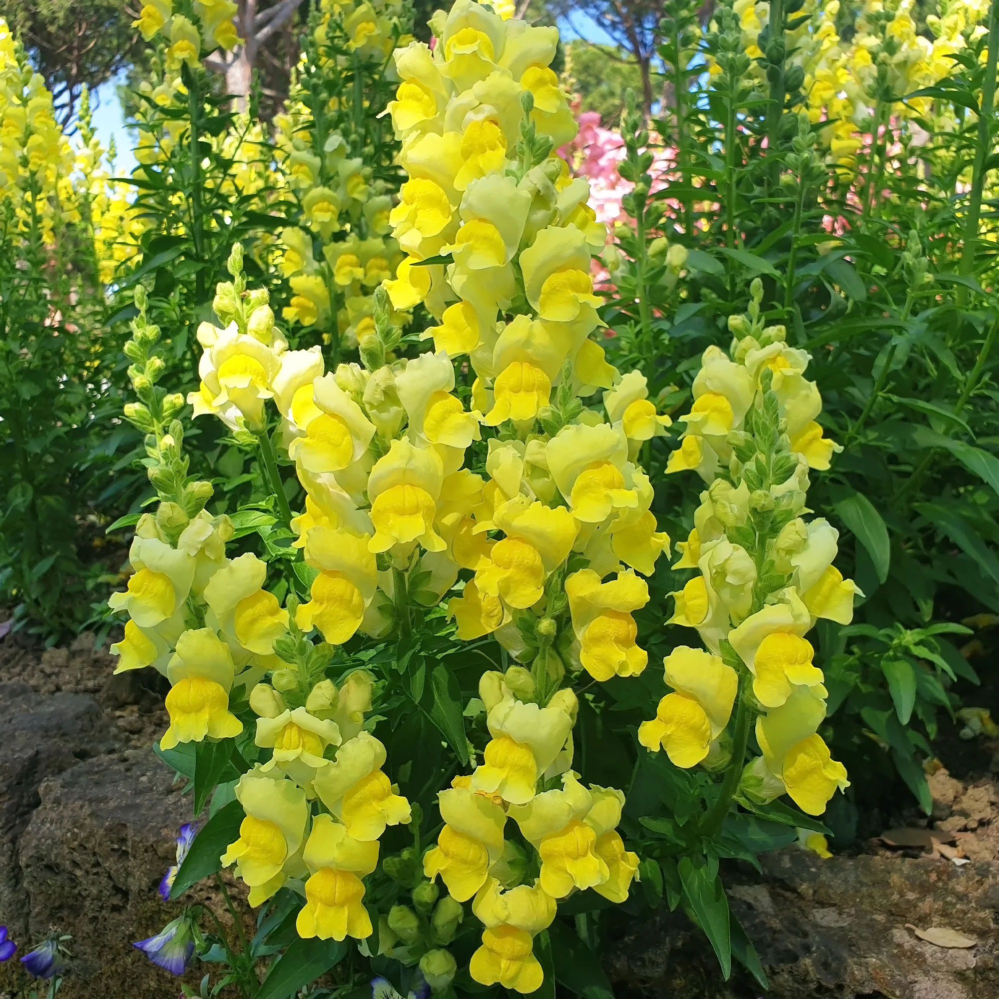 Miniatuur 1
