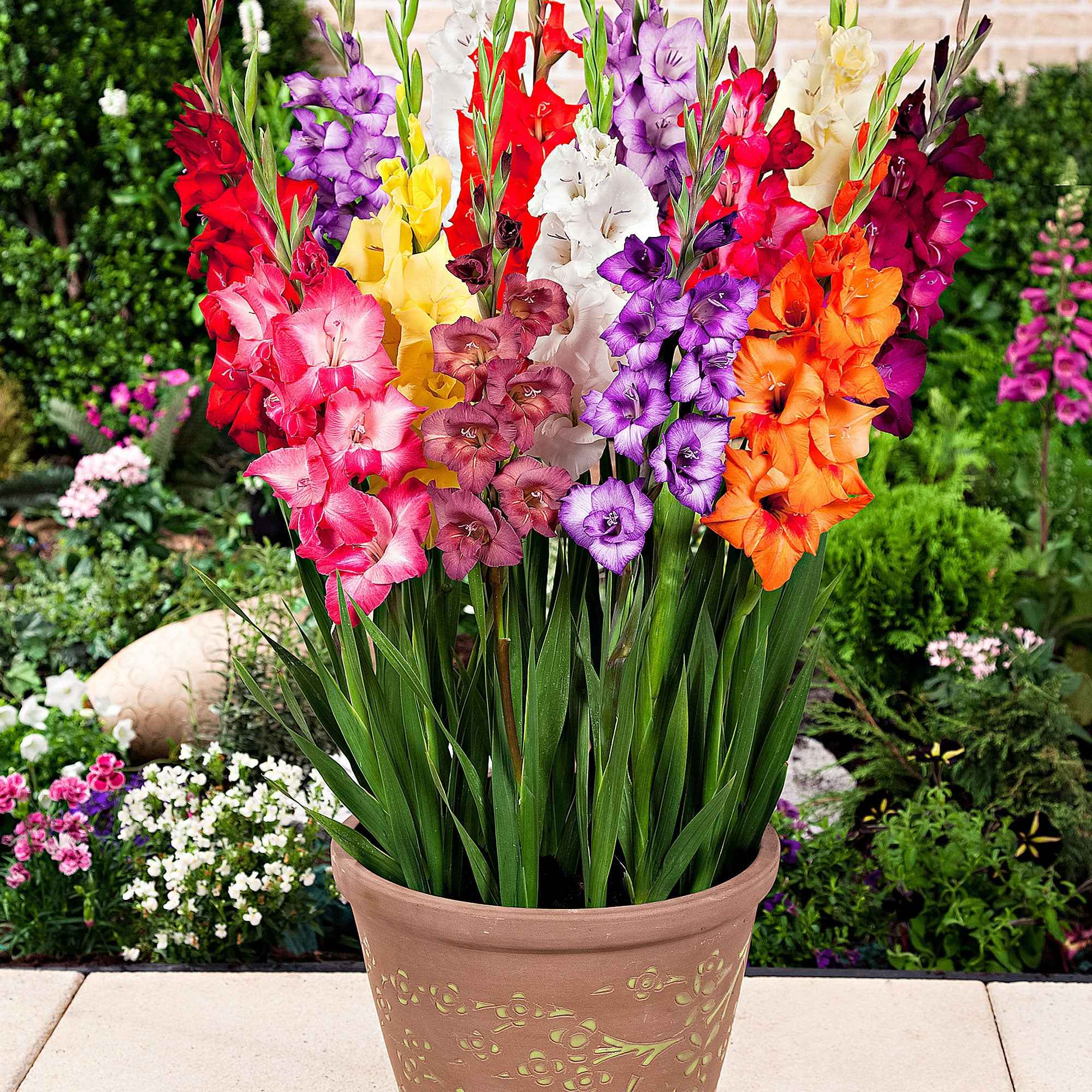 Miniatuur 1