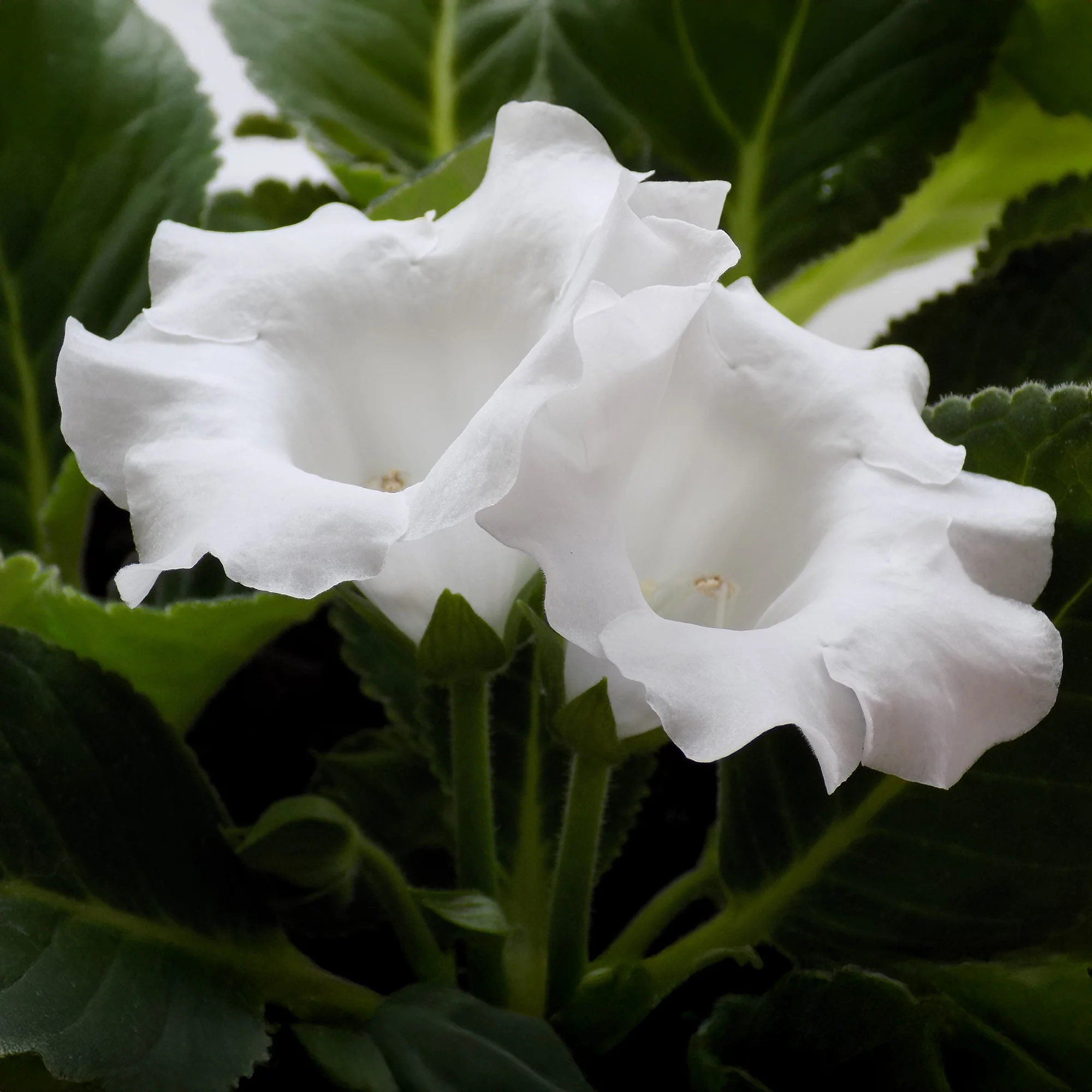 Nieuwe kamerplanten