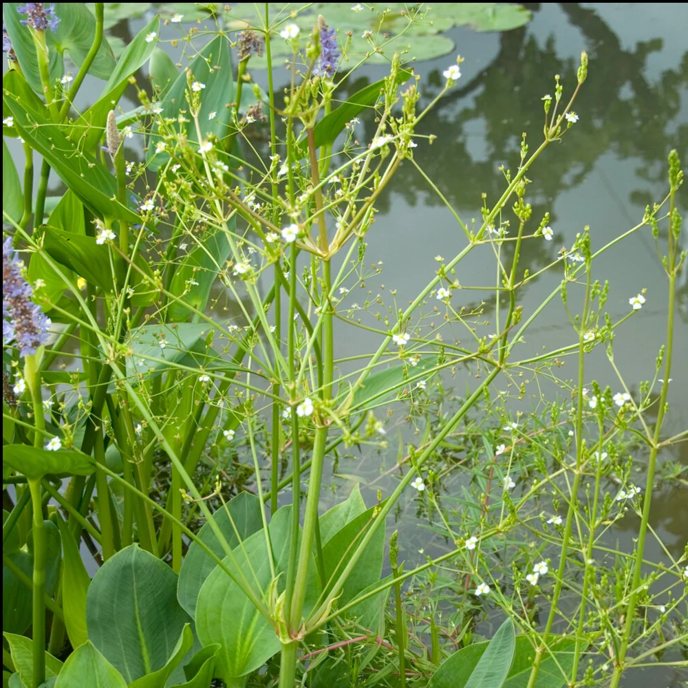 Grote waterweegbree - Image 3
