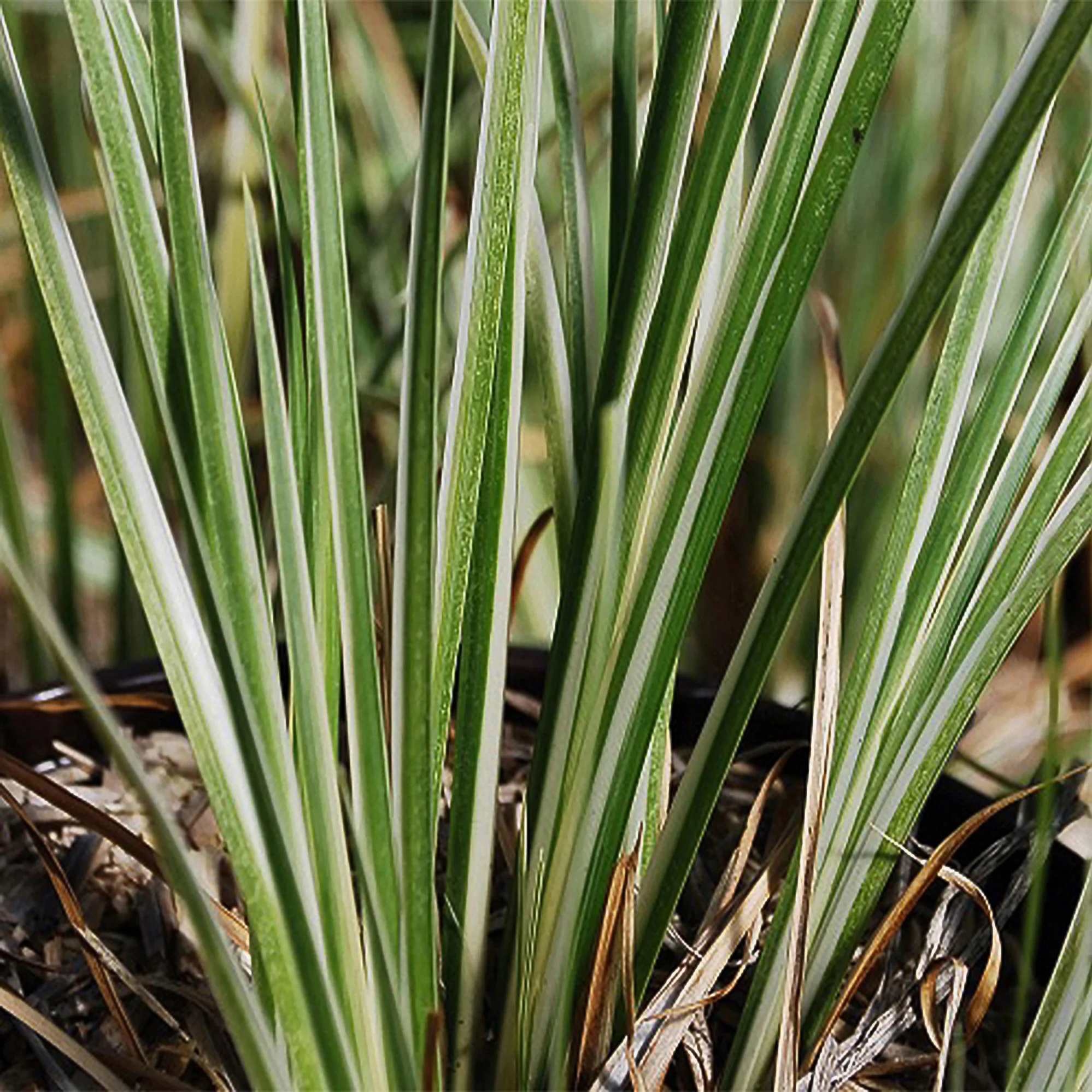 Miniatuur 1