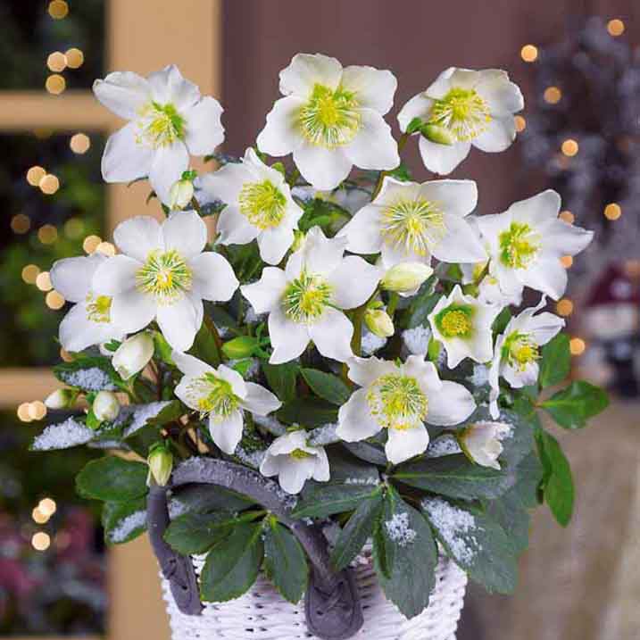 Kerstroos 'Christmas Carol' en met kerstpot - Image 5