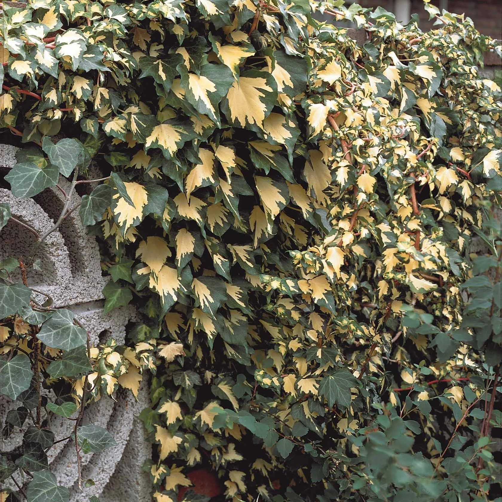 Klimop 'Goldheart' - Image 3