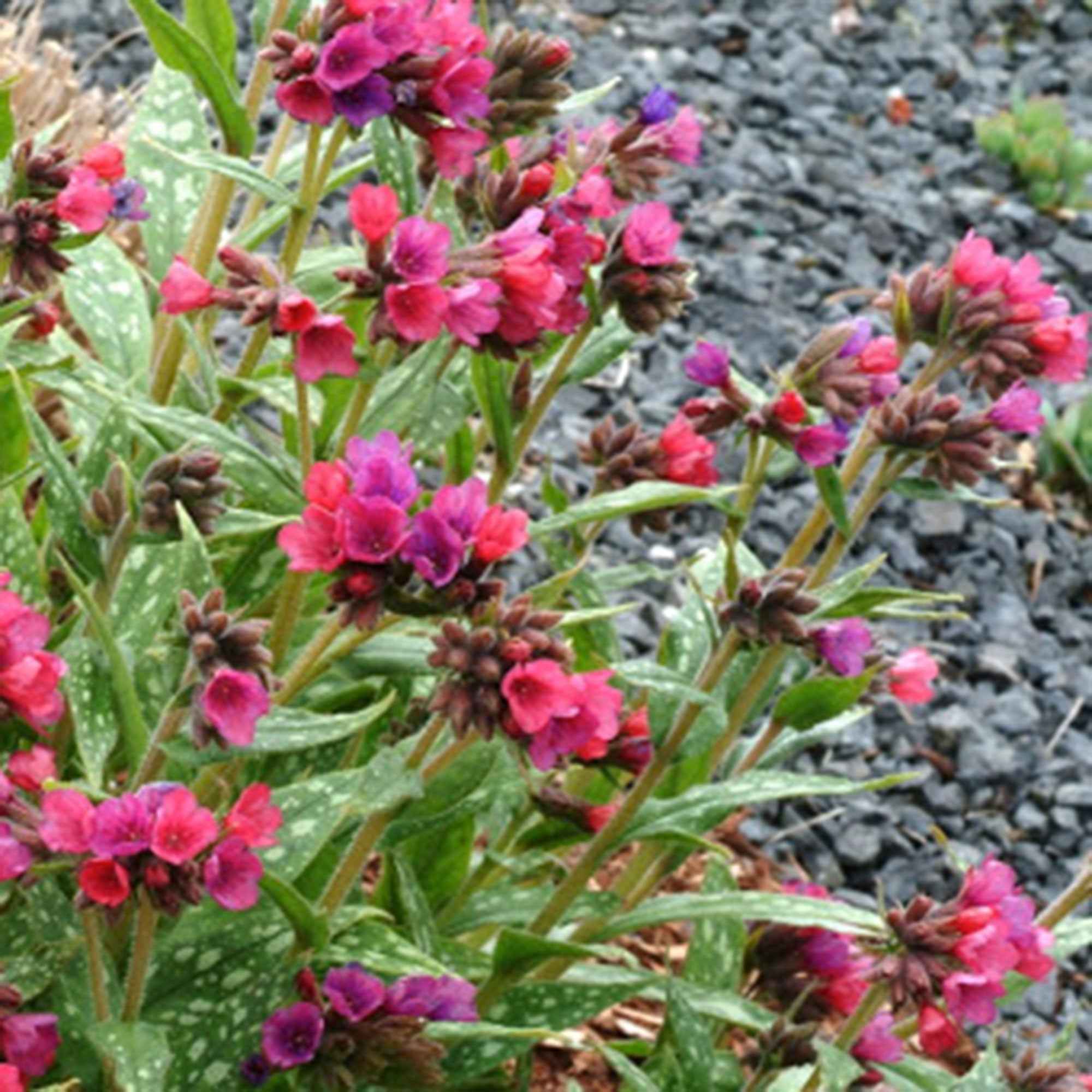 Miniatuur 1