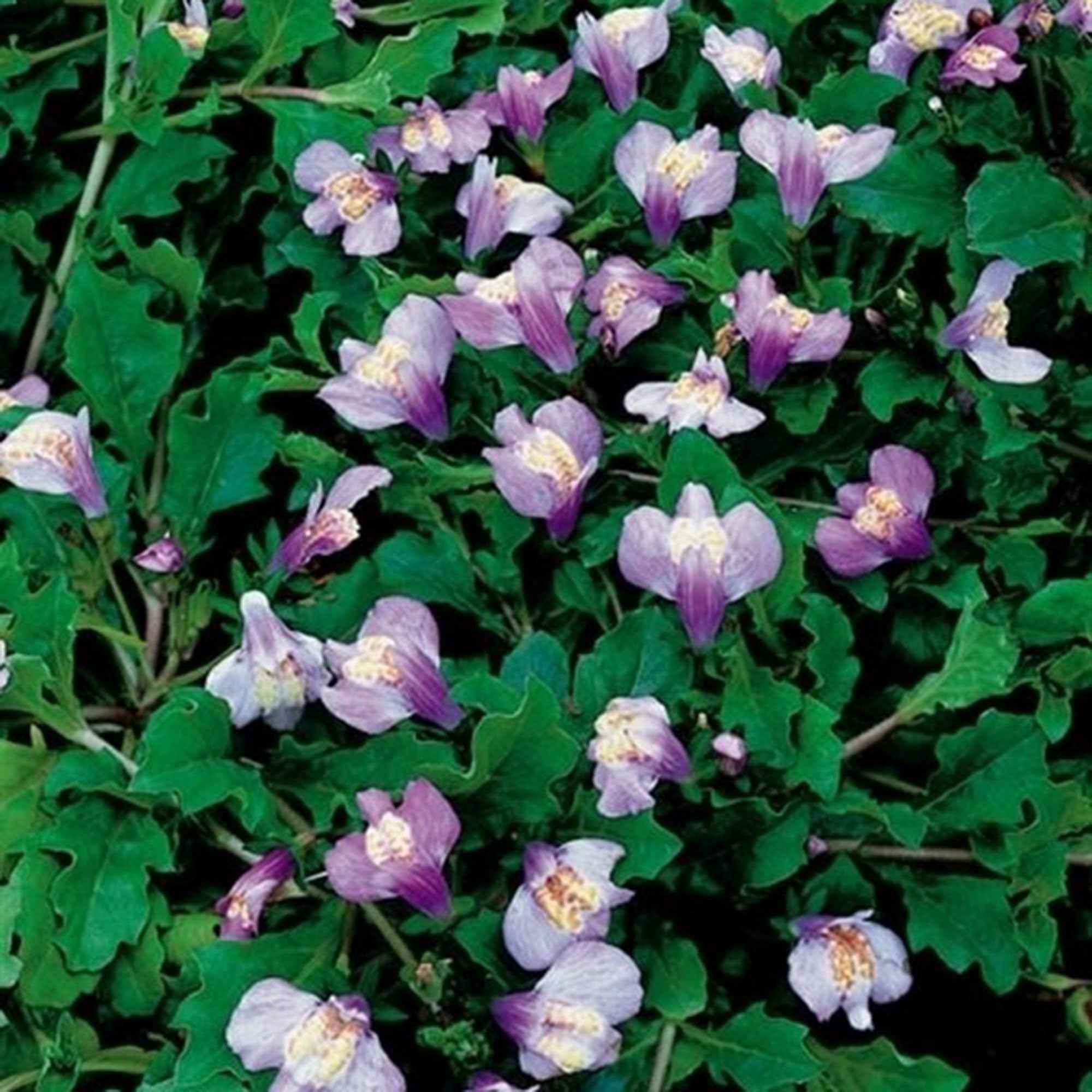 Mazus reptans 'Blue' paars - Image 3