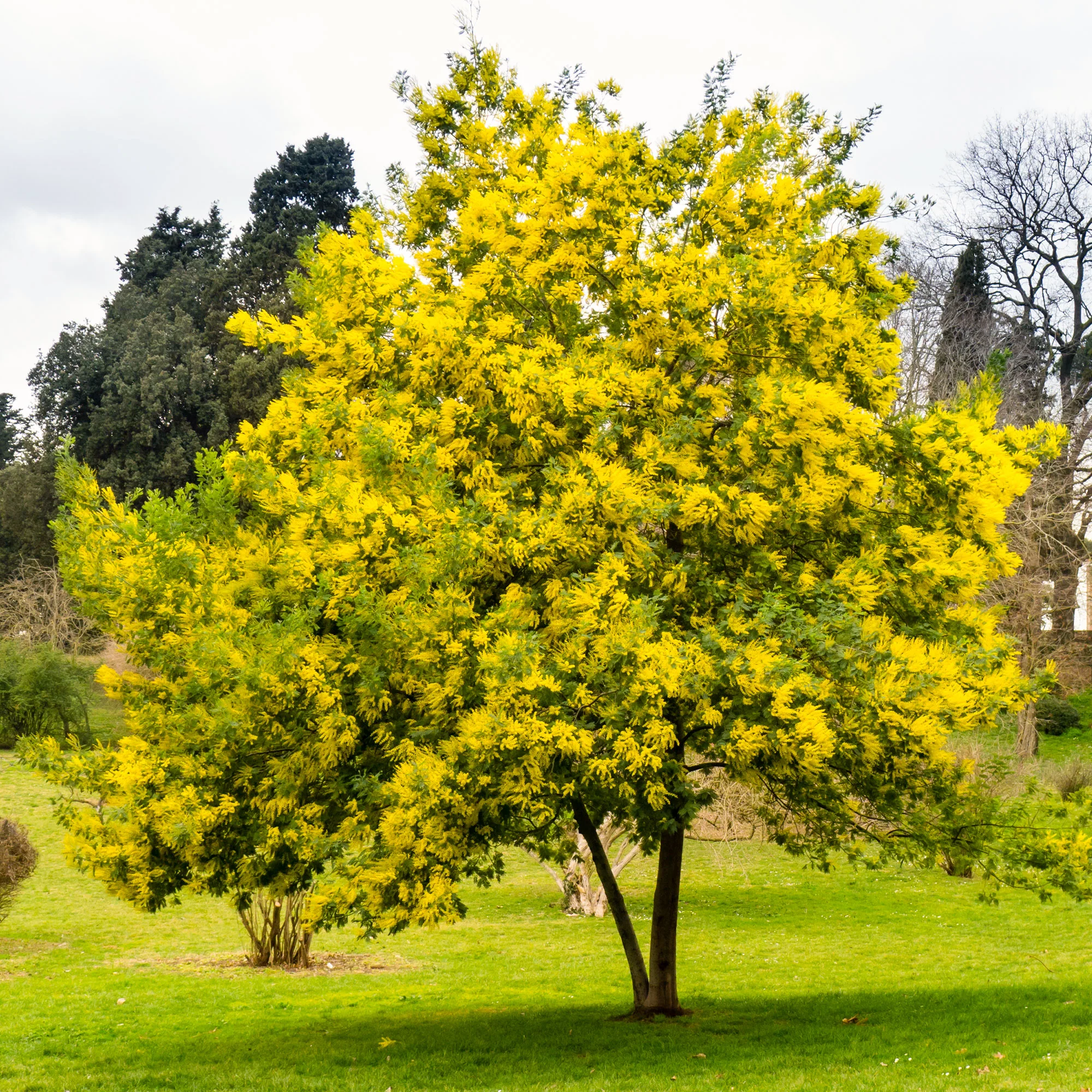 Mimosa - Image 3