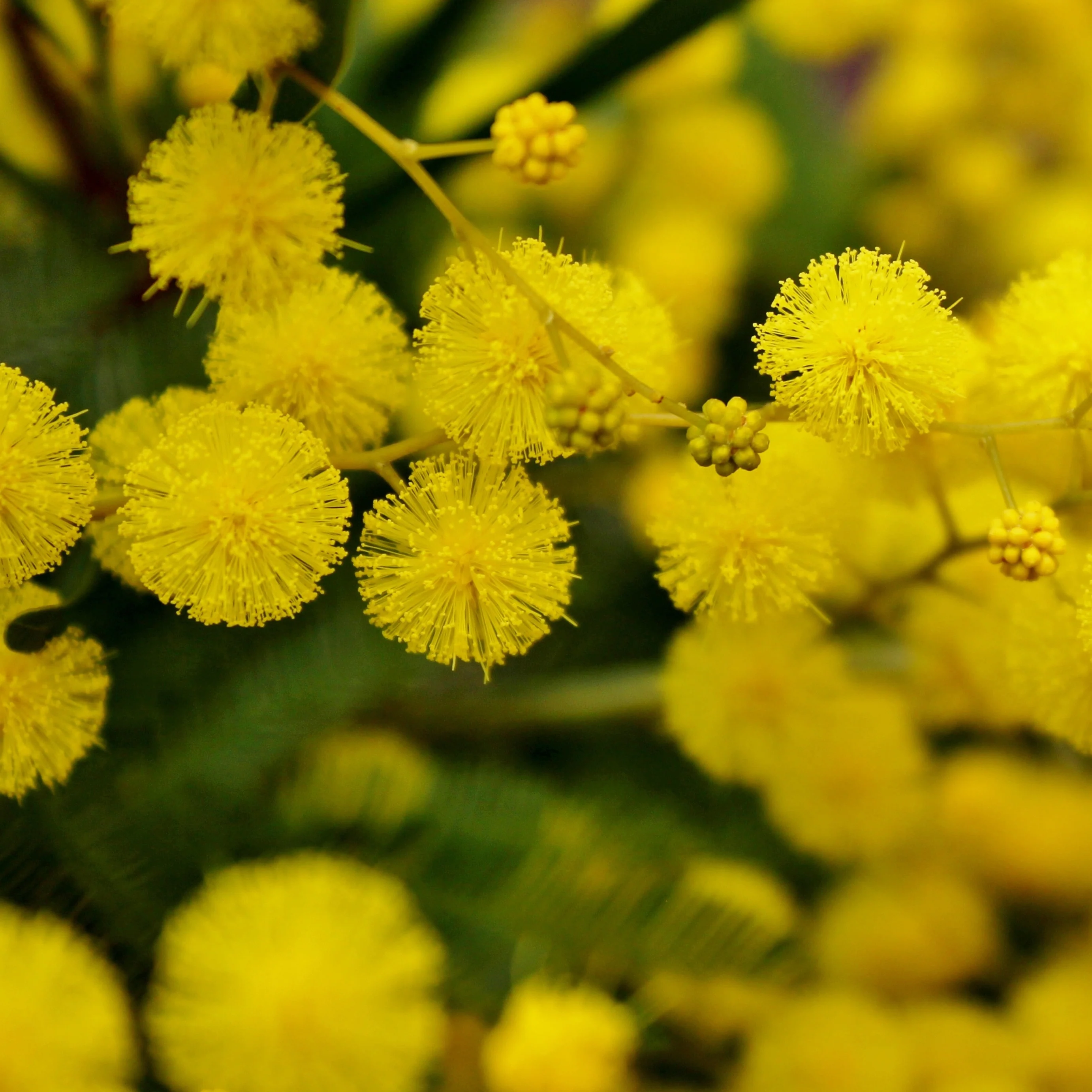 Mimosa - Image 4