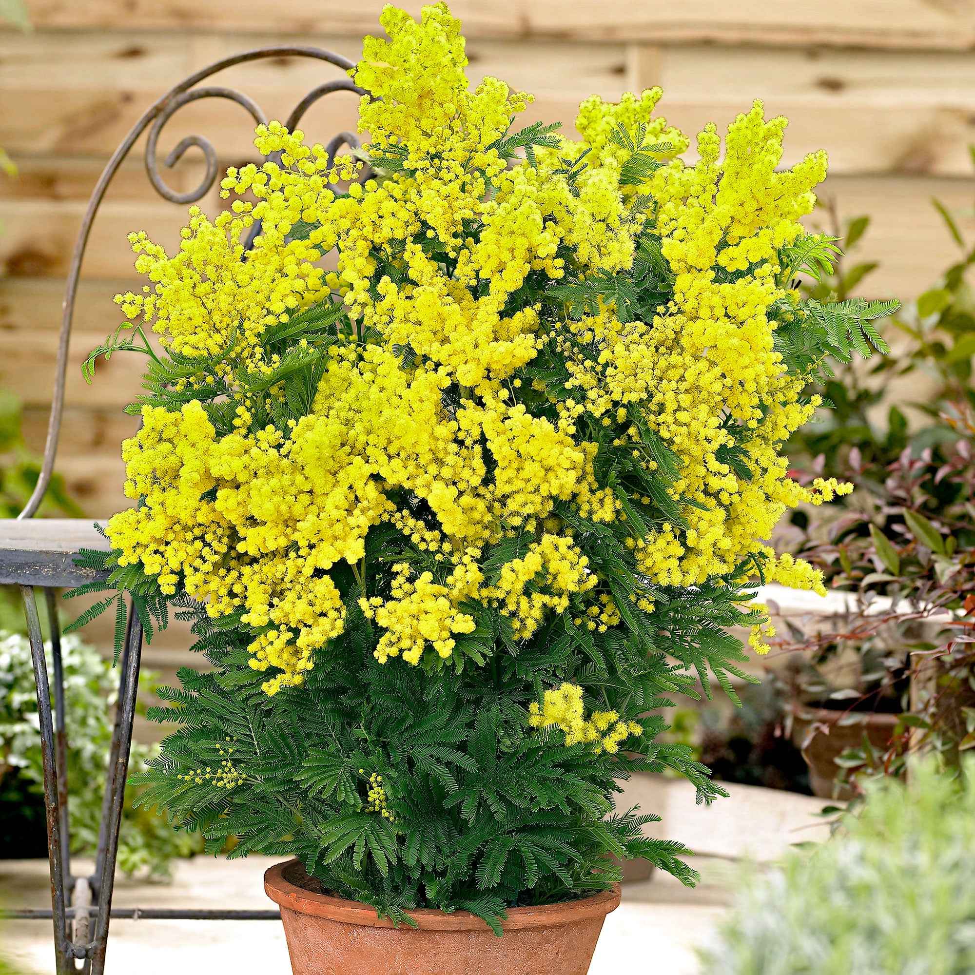 Mimosa - Image 5