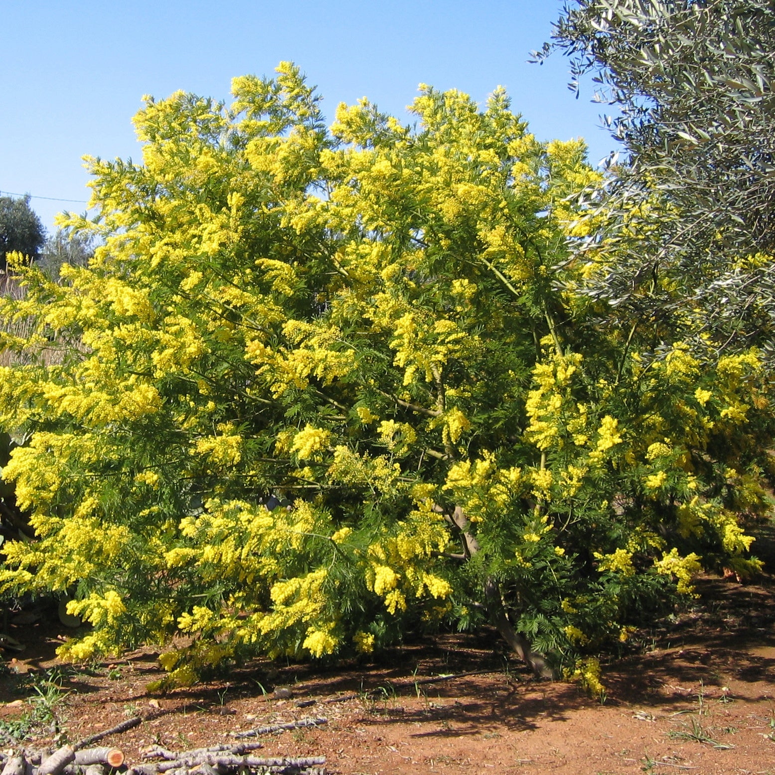 Mimosa - Image 6
