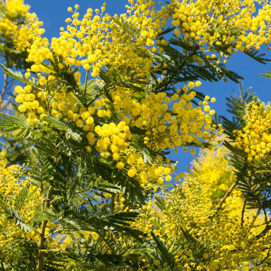 Mimosa - Image 7