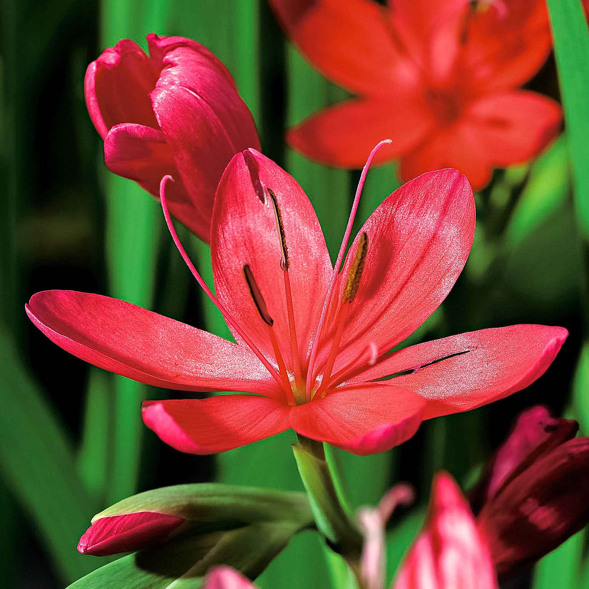 Moerasgladiool 'Major' - Image 3