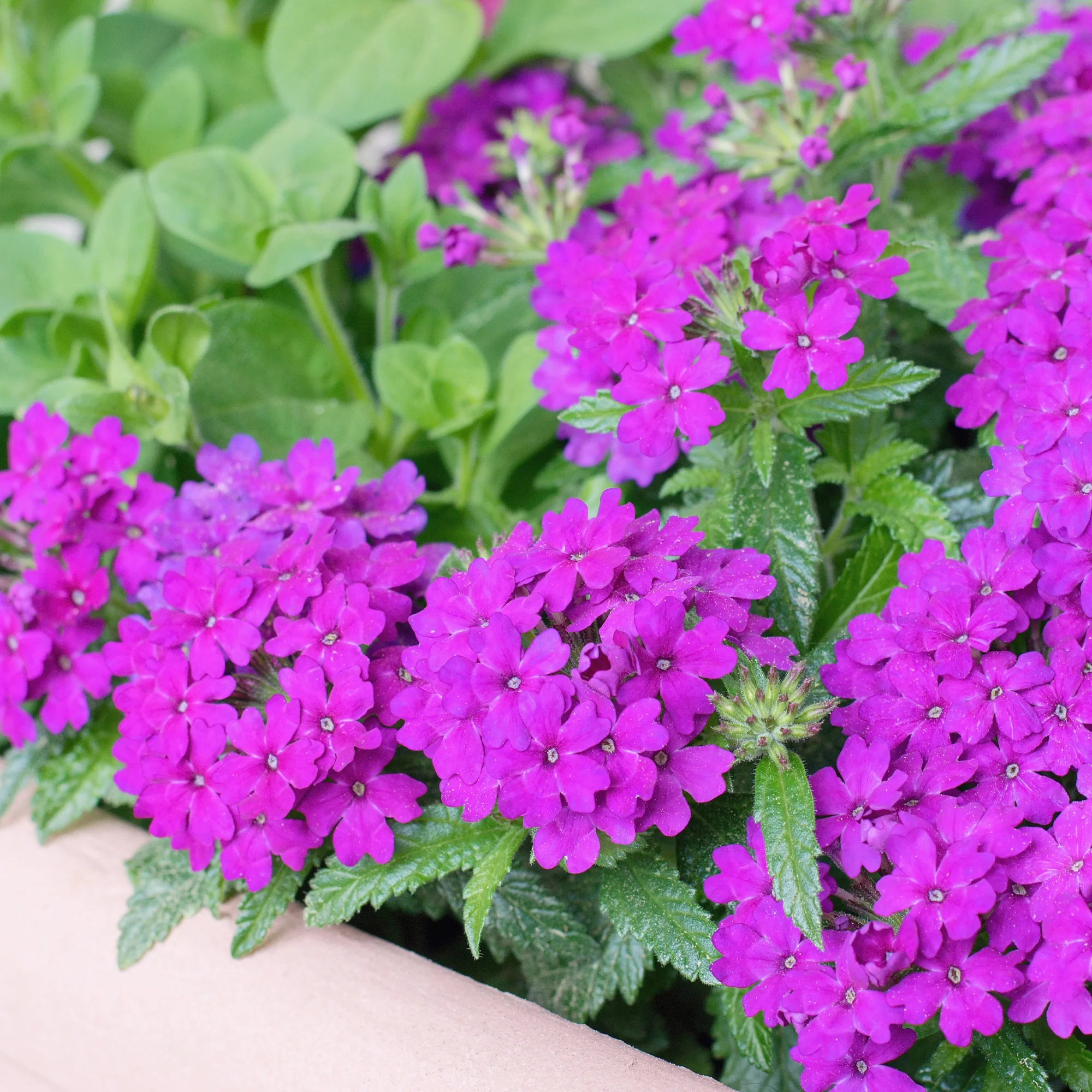Miniatuur 2