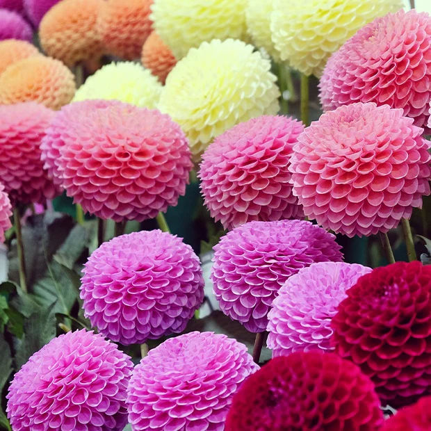 Pompondahlia (x5) - Image 4