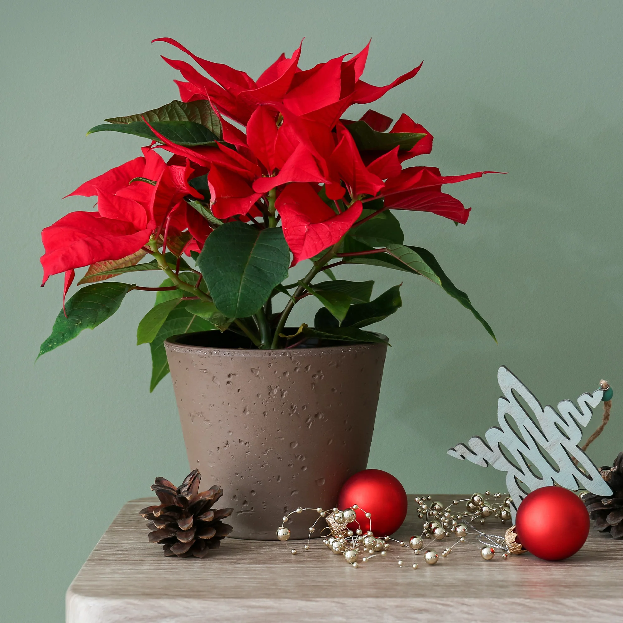 Rode kerstster - Image 3