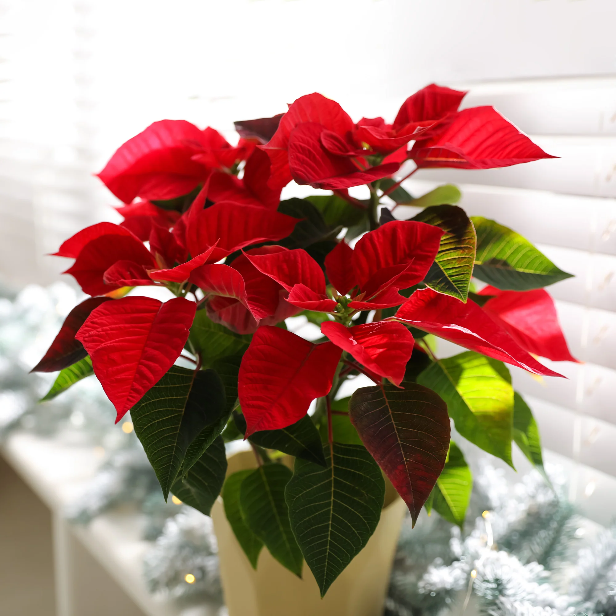 Rode kerstster - Image 4
