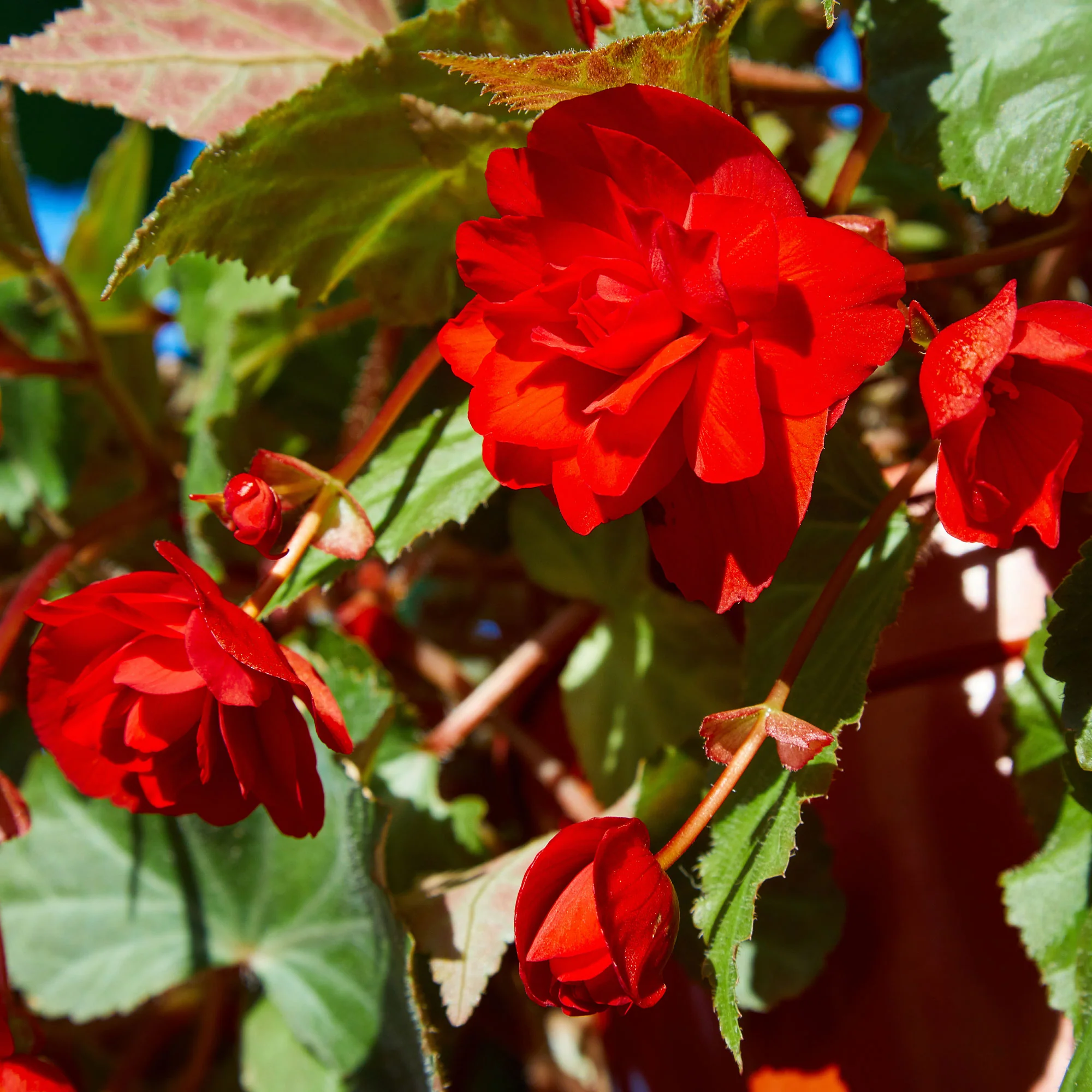 Rode Knolbegonia - Image 3