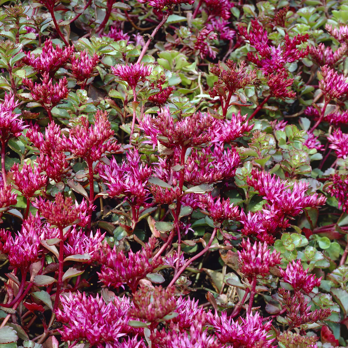 Miniatuur 1