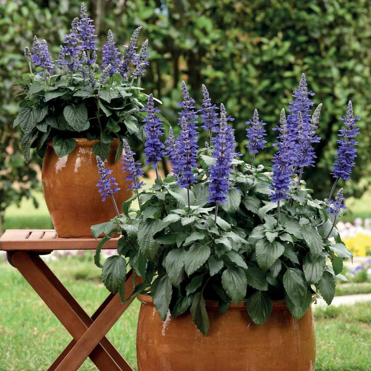 Miniatuur 2