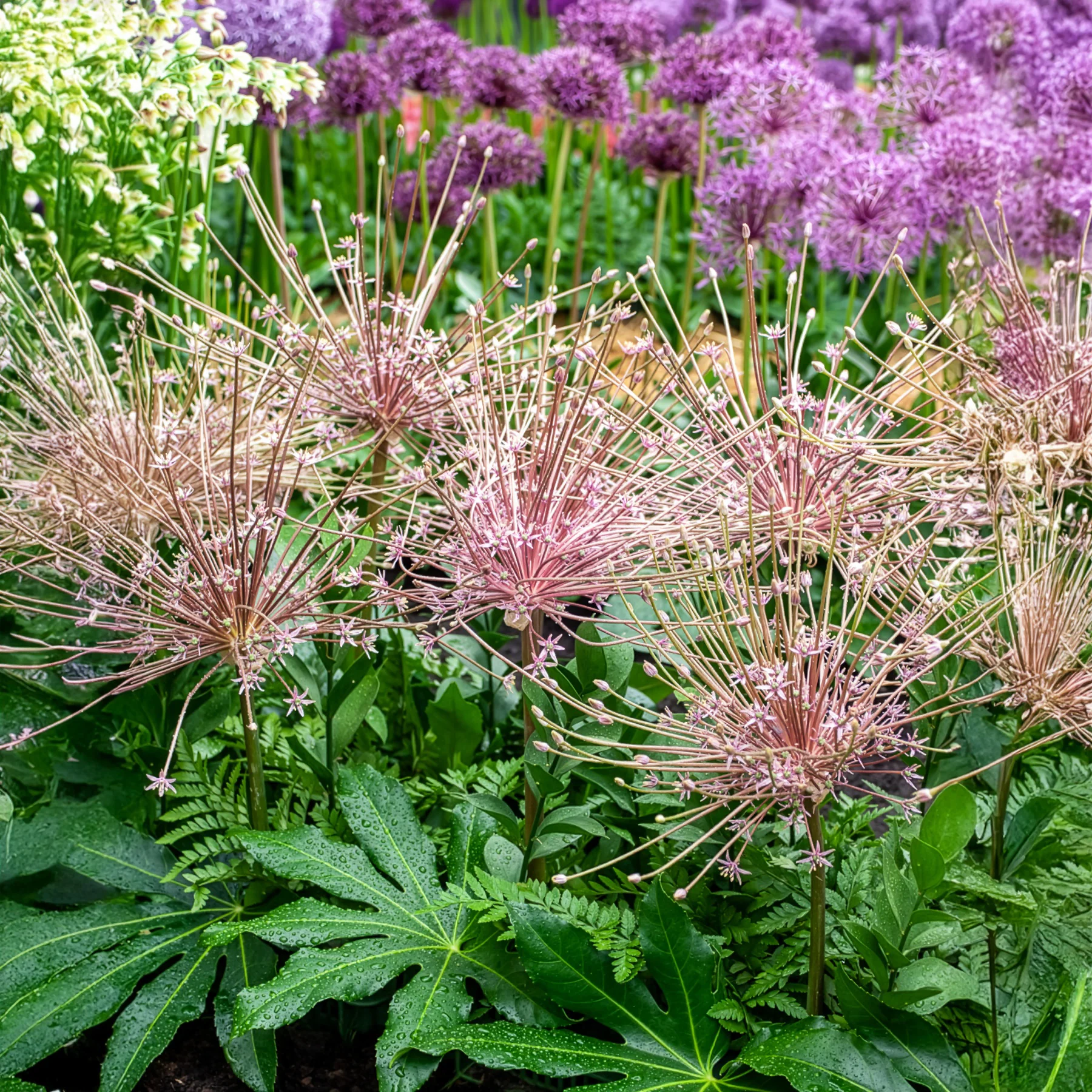 Sierui Allium schubertii (x5) - Image 4