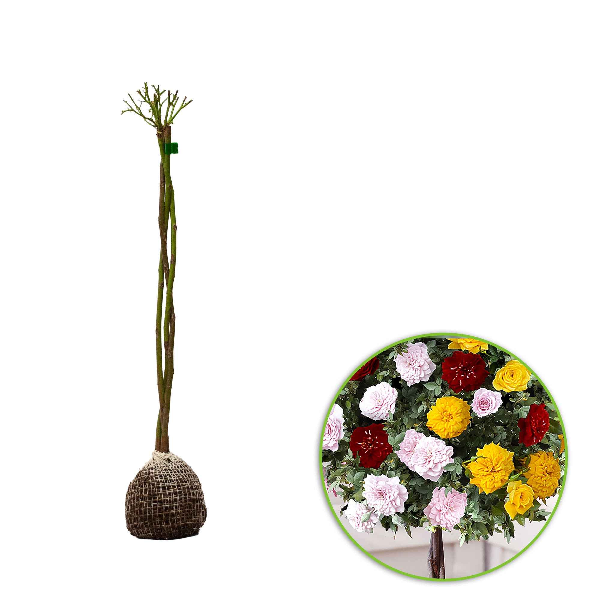 Stamroos 'Tricolor Parfum Bomb' - Image 3
