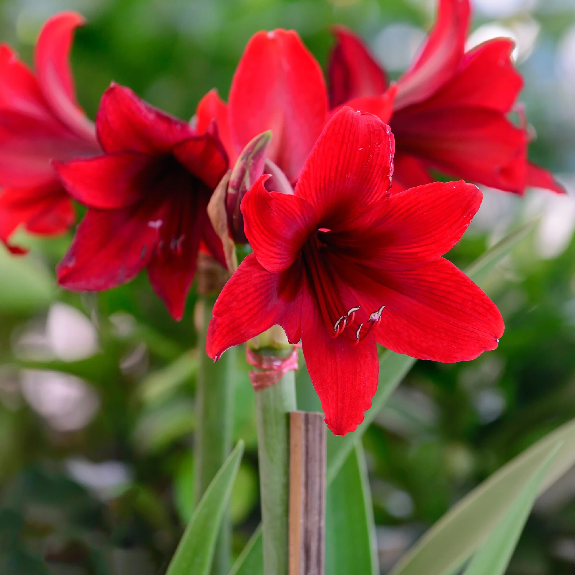 Wax Amaryllis  Magic Rosé Gold - Image 4