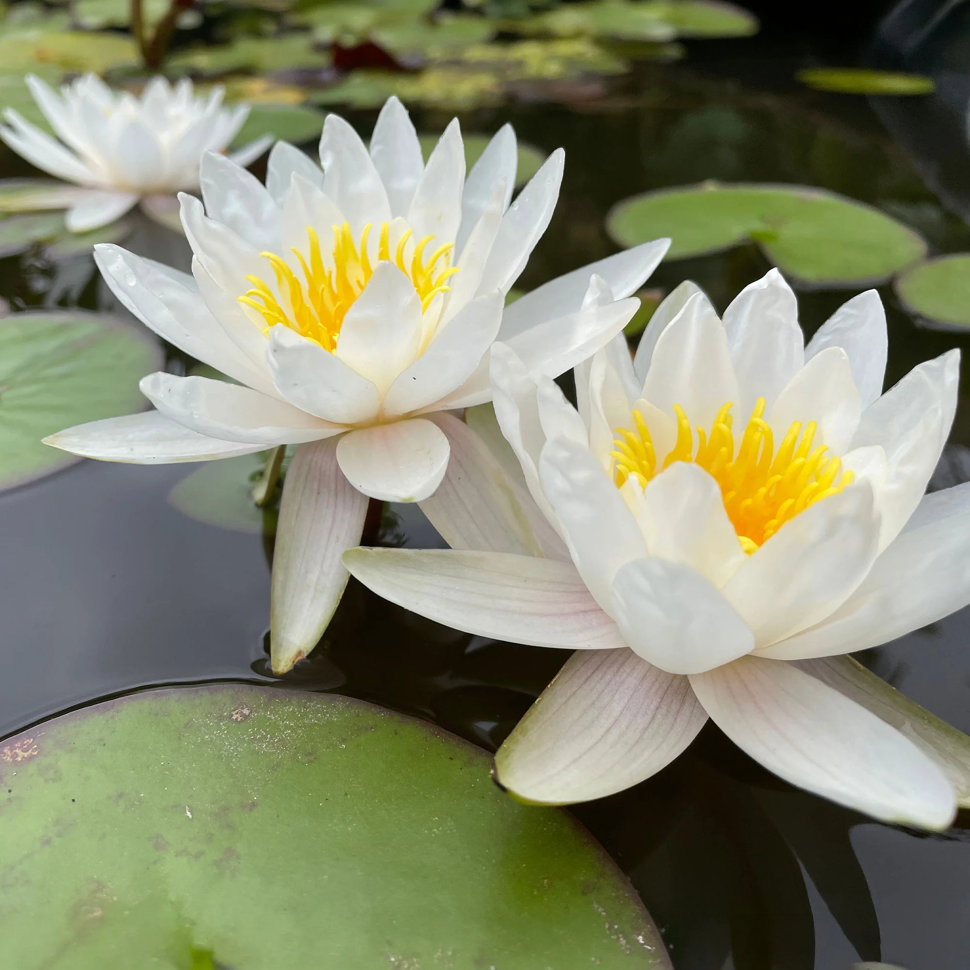 Witte waterlelie Grand Witte - Image 4